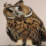 image of bird