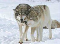 image of wolf #28
