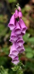 image of flower