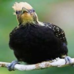 image of bird