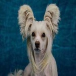 image of animal