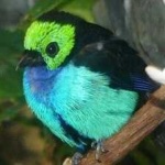 image of bird