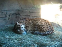 image of jaguar_car