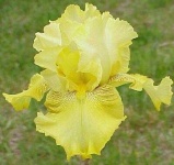 image of flower