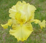 image of bearded_iris #44