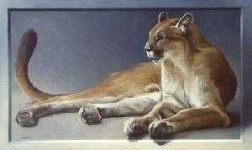 image of cougar_body