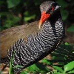 image of bird