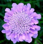 image of flower
