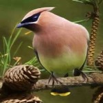 image of bird