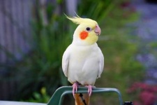 image of cockatiel