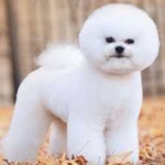 image of animal