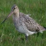 image of bar_tailed_godwit #3