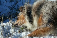 image of australian_terrier