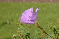 image of pelargonium #15