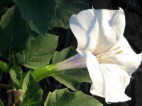 image of flower