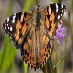 image of animal