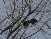 image of bald_eagle
