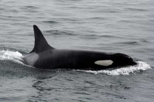 image of killer_whale #4