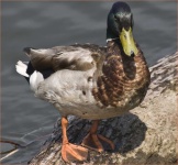 image of animal