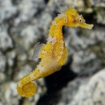 image of seahorse #6