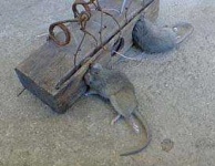 image of mousetrap