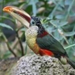 image of bird