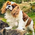 image of animal