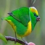 image of bird