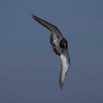 image of oystercatcher