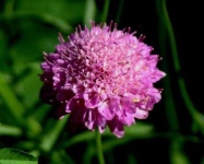 image of flower