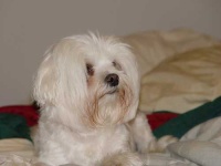 image of maltese_dog