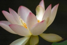 image of flower