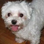 image of animal