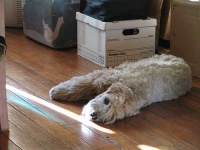 image of soft_coated_wheaten_terrier