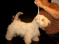 image of sealyham_terrier #19