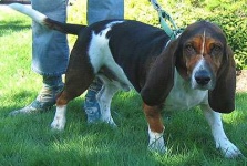 image of bloodhound