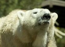 image of animal