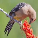 image of bird