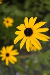 image of flower