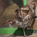 image of bird