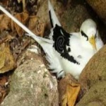 image of bird