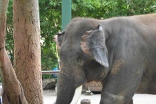 image of animal