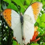 image of orange_butterfly #9