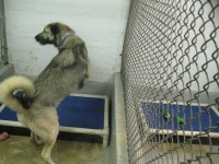 image of norwegian_elkhound