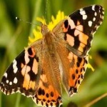 image of painted_butterfly #111