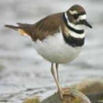 image of bird