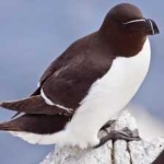 image of bird
