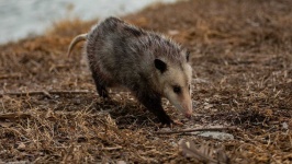 image of possum #48