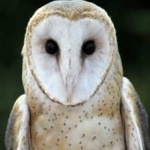 image of barn_owl #26