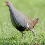 image of bird